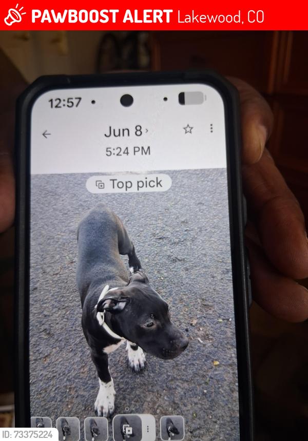 Lost Male Dog last seen Hampden and wadsworth, Lakewood, CO 80227