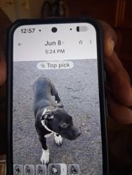 Lost Male Dog last seen Hampden and wadsworth, Lakewood, CO 80227