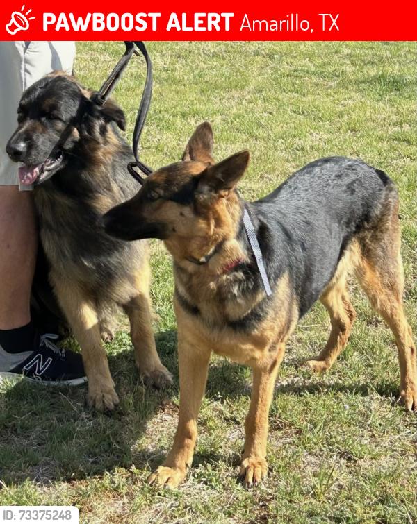 Lost Female Dog last seen 24th and Seminole st, Amarillo, TX 79107