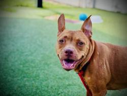 Shelter Stray Female Dog last seen , 2769 Conroy Rd, Orlando, FL 32839, USA