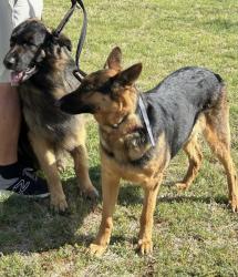 Lost Female Dog last seen 24th and Seminole st, Amarillo, TX 79107