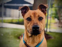 Shelter Stray Female Dog last seen , 2769 Conroy Rd, Orlando, FL 32839, USA