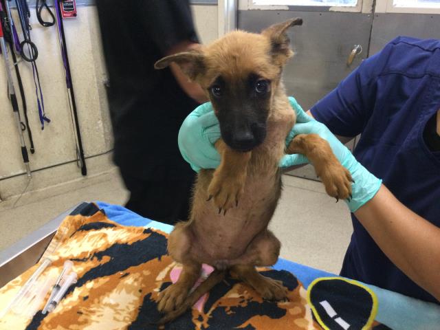 Shelter Stray Female Dog last seen Near BLOCK MARIE RD, PERRIS, CA, 6851 Van Buren Boulevard, Jurupa Valley, CA 92509, USA