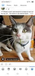 Lost Female Cat last seen Shore Rd North Belfast, Belfast, Northern Ireland BT15 4BA