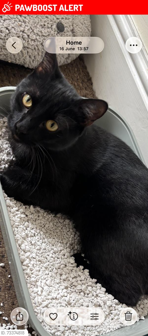 Lost Male Cat last seen White bits on ears and paws, Manselton, Wales SA5 9PA