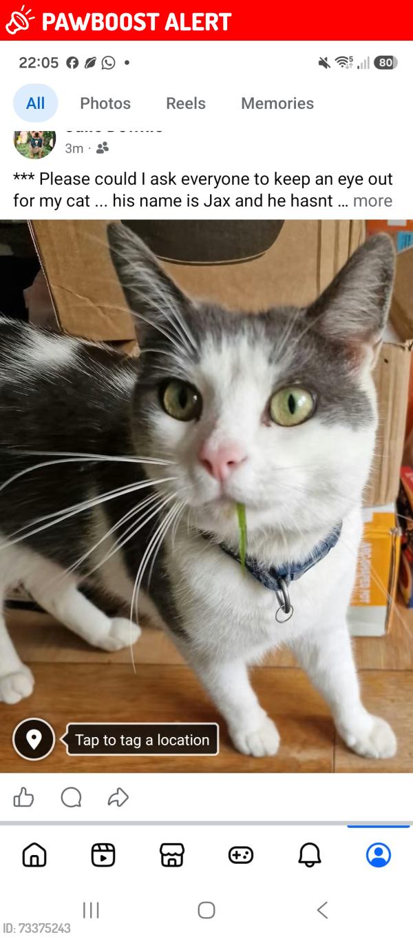 Lost Female Cat last seen Shore Rd North Belfast, Belfast, Northern Ireland BT15 4BA