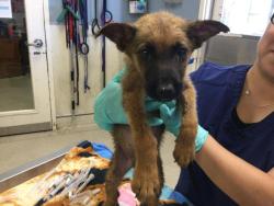 Shelter Stray Male Dog last seen Near BLOCK MARIE RD, PERRIS, CA, 6851 Van Buren Boulevard, Jurupa Valley, CA 92509, USA