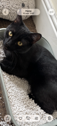 Lost Male Cat last seen White bits on ears and paws, Manselton, Wales SA5 9PA