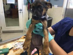 Shelter Stray Male Dog last seen Near BLOCK MARIE RD, PERRIS, CA, 6851 Van Buren Boulevard, Jurupa Valley, CA 92509, USA