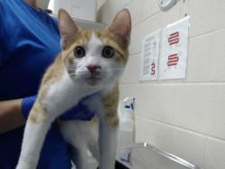 Shelter Stray Male Cat last seen Near BLOCK GRENADO ST, FORT LIBERTY NC 28307, 4704 Corporation Dr, Fayetteville, NC 28306, USA