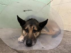 Shelter Stray Male Dog last seen FRUITRIDGE RD & 24TH ST, 2127 Front St, Sacramento, CA 95818, USA