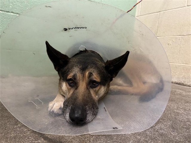 Shelter Stray Male Dog last seen FRUITRIDGE RD & 24TH ST, 2127 Front St, Sacramento, CA 95818, USA