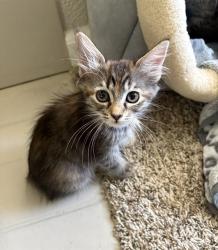 Shelter Stray Female Cat last seen EL CAMINO AVE & PRINCETON ST, 2127 Front St, Sacramento, CA 95818, USA