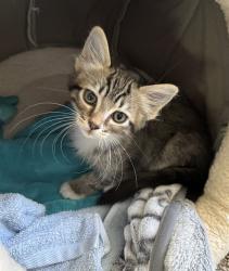 Shelter Stray Male Cat last seen HOWE AVE & FAIR OAKS BLVD, 2127 Front St, Sacramento, CA 95818, USA