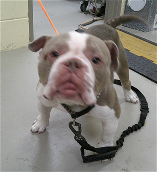Shelter Stray Male Dog last seen MMA TWIN LAKES OFF OF ORGON AVE, 232 Eslinger Way, Sanford, FL 32773, USA