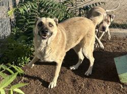 Shelter Stray Female Dog last seen Near BLOCK YUCCA WAY, LAKE ISABELLA CA 93283, 3951 Fruitvale Ave, Bakersfield, CA 93308, USA