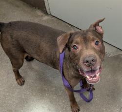 Shelter Stray Male Dog last seen , 4000 N Silverbell Rd, Tucson, AZ 85745, USA