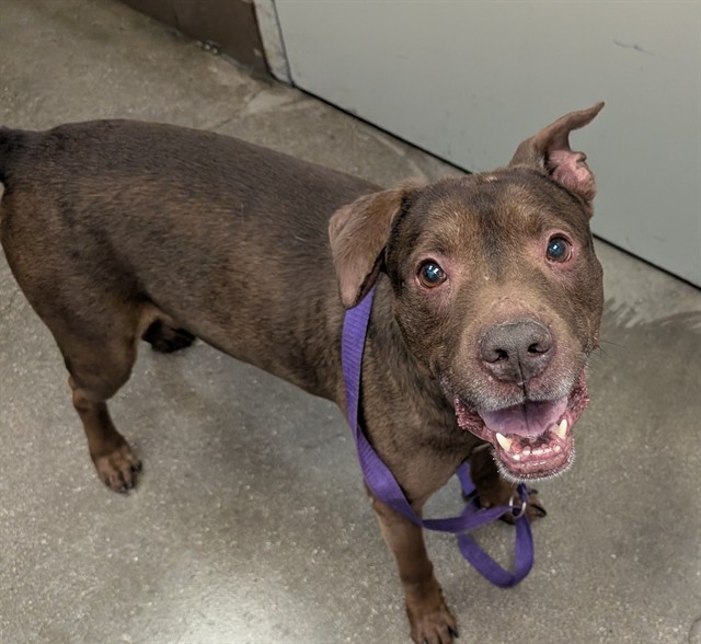 Shelter Stray Male Dog last seen , 4000 N Silverbell Rd, Tucson, AZ 85745, USA