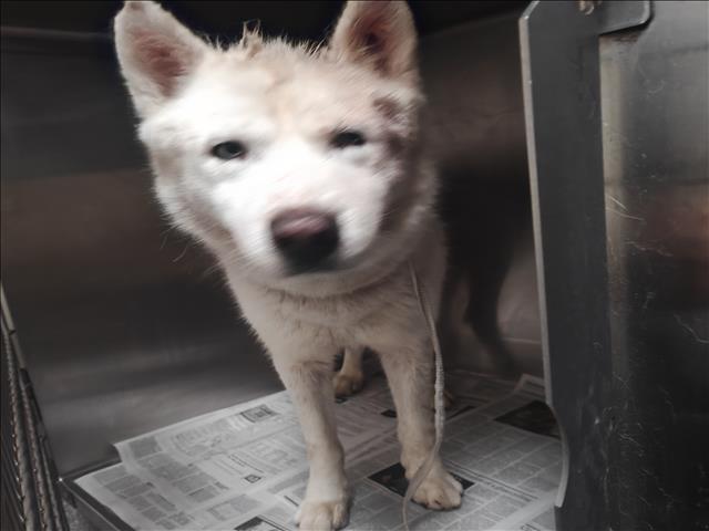 Shelter Stray Male Dog last seen , 3201 Lacy St, Los Angeles, CA 90031, USA