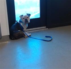 Shelter Stray Male Dog last seen GILMAN AVE / BILL WALSH WAY, 1419 Bryant St, San Francisco, CA 94103, USA