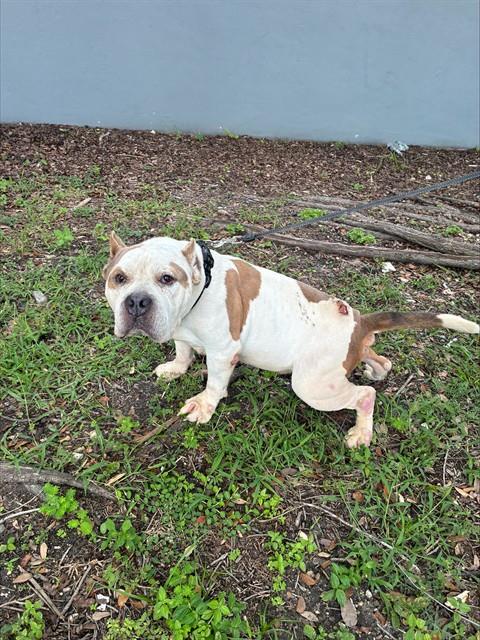 Shelter Stray Male Dog last seen Near BLOCK ANTIQUERA AVE,, 3599 NW 79th Ave, Doral, FL 33122, USA