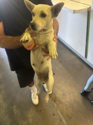 Shelter Stray Female Dog last seen , 1850 W 60th St, Los Angeles, CA 90047, USA