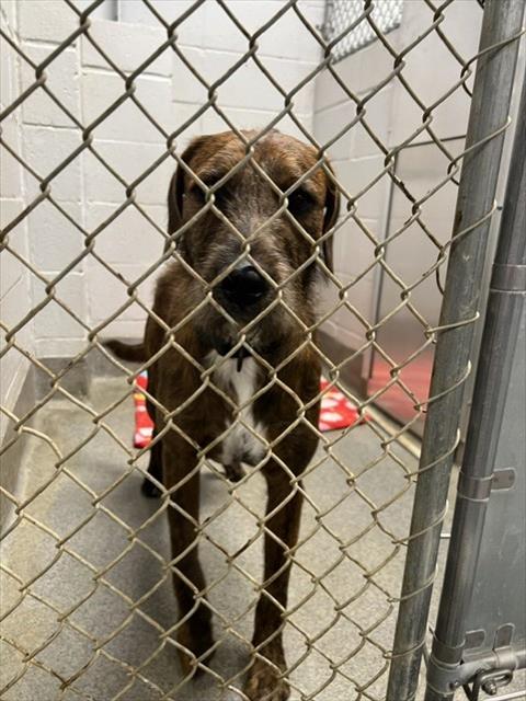 Shelter Stray Male Dog last seen Near BLOCK POINCIANNA ST SW, 4950 SW Triana Blvd, Huntsville, AL 35805, USA