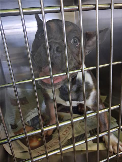 Shelter Stray Female Dog last seen , 1850 W 60th St, Los Angeles, CA 90047, USA