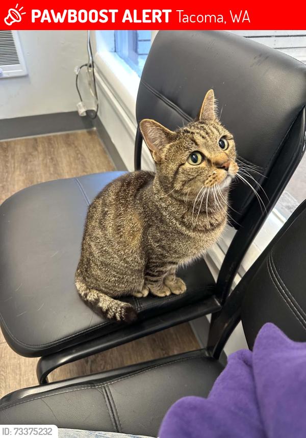 Lost Male Cat last seen S 74th St and S G St, Tacoma, WA 98408
