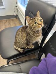 Lost Male Cat last seen S 74th St and S G St, Tacoma, WA 98408