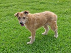 Shelter Stray Female Dog last seen , 957 N Gaffey St, San Pedro, CA 90731, USA