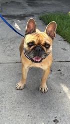 Shelter Stray Female Dog last seen Near BLOCK BLCK ATLANTIC AVE, LONG BEACH, CA 90805, 7700 E Spring St, Long Beach, CA 90815, USA