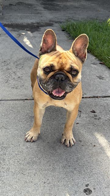 Shelter Stray Female Dog last seen Near BLOCK BLCK ATLANTIC AVE, LONG BEACH, CA 90805, 7700 E Spring St, Long Beach, CA 90815, USA