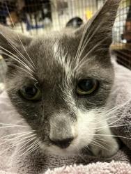 Shelter Stray Male Cat last seen Near BLOCK BLCK W CHESTER PL, LONG BEACH, CA 90813, 7700 E Spring St, Long Beach, CA 90815, USA