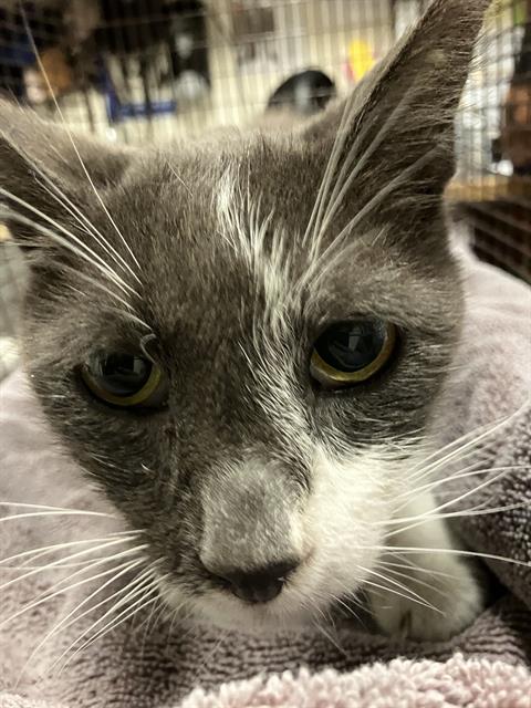 Shelter Stray Male Cat last seen Near BLOCK BLCK W CHESTER PL, LONG BEACH, CA 90813, 7700 E Spring St, Long Beach, CA 90815, USA