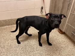 Shelter Stray Male Dog last seen Near BLOCK S ACADEMY BLVD, COLORADO SPRINGS CO 80916, 610 Abbot Ln, Colorado Springs, CO 80905, USA