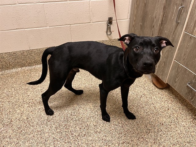 Shelter Stray Male Dog last seen Near BLOCK S ACADEMY BLVD, COLORADO SPRINGS CO 80916, 610 Abbot Ln, Colorado Springs, CO 80905, USA