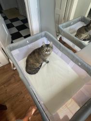 Lost Female Cat last seen Cherokee ave, San Diego, CA 92116