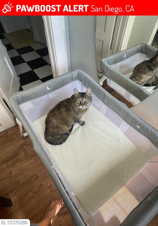 Lost Female Cat last seen Cherokee ave, San Diego, CA 92116