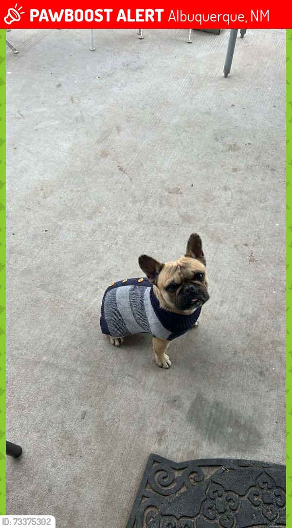 Lost Male Dog last seen Canyon tril &Benavidez, Albuquerque, NM 87121