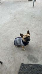 Lost Male Dog last seen Canyon tril &Benavidez, Albuquerque, NM 87121