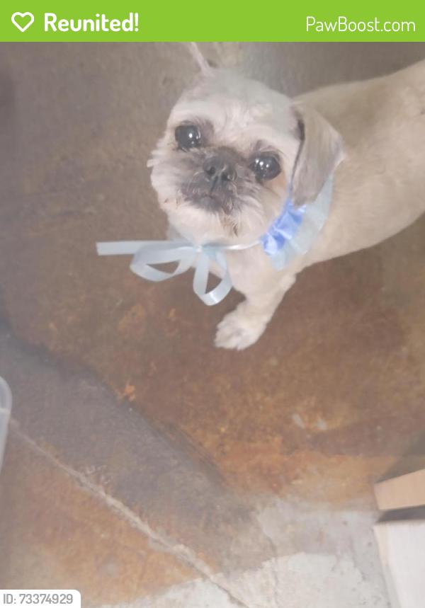 Reunited Female Dog last seen Near South Royer ST., Colorado Springs, CO 80903