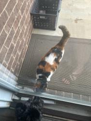 Found/Stray Unknown Cat last seen Bell Road - Slate Dr Sw - Farley Community, Huntsville, AL 35803