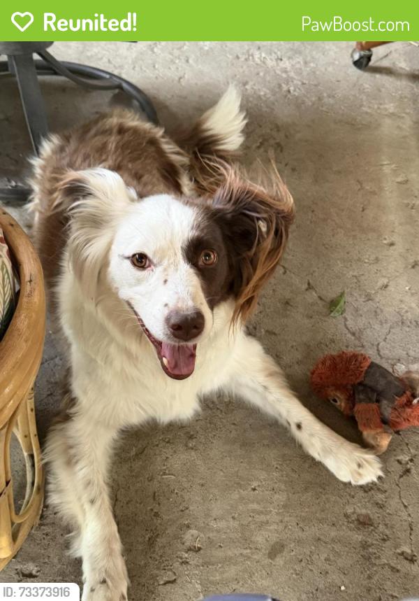 Reunited Female Dog last seen Lower gold camp road and s 21st st, Colorado Springs, CO 80905