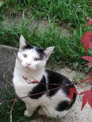 Found/Stray Unknown Cat last seen Middle Cross Street, West Yorkshire, England LS12