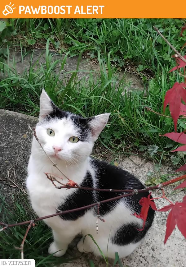 Found/Stray Unknown Cat last seen Middle Cross Street, West Yorkshire, England LS12