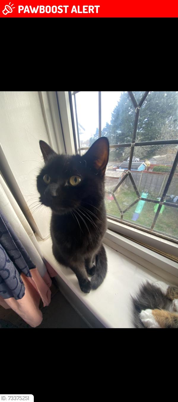 Lost Female Cat last seen Botley Road. Sholing, Southampton, Sholing, England SO19 0SW