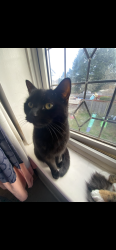 Lost Female Cat last seen Botley Road. Sholing, Southampton, Sholing, England SO19 0SW