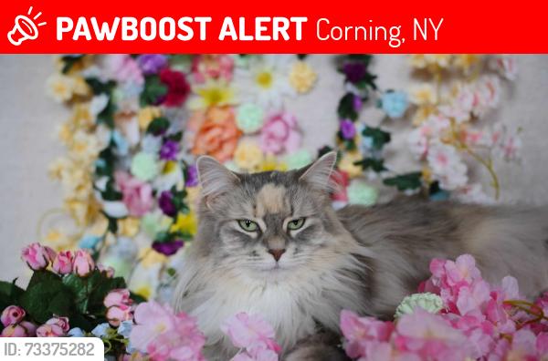Lost Female Cat last seen Near Burger King and oaks bar on Market st corning Ny, Corning, NY 14830