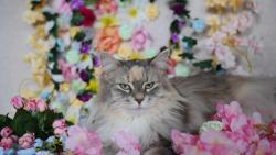 Lost Female Cat last seen Near Burger King and oaks bar on Market st corning Ny, Corning, NY 14830